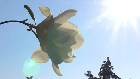 Flower in Backlight Stock Footage 92550614