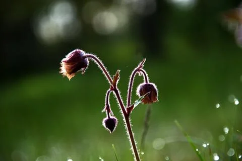 Flower in backlight Stock Photos