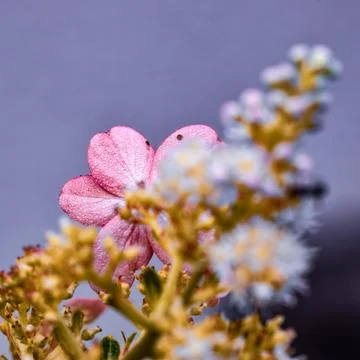 Flower in backround Stock Photos