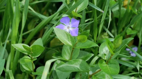 Flower in the backyard. Stock Footage 646890