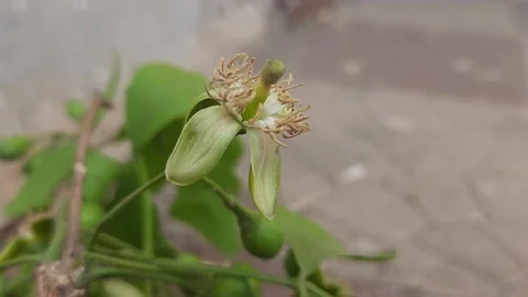 Flower of Bael. Stock Footage 152967881