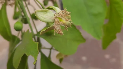 Flower of Bael. Stock Footage 153372242