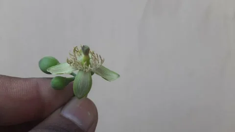Flower of Bael fruit. Stock Footage 152967873