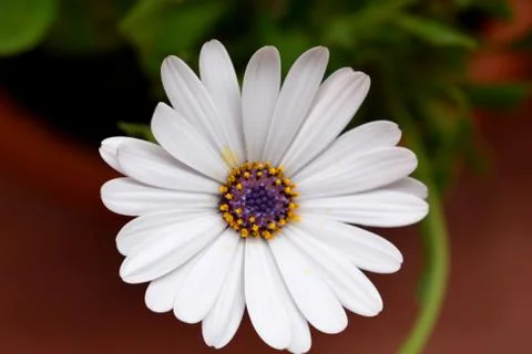 Flower on balcony Foto stock