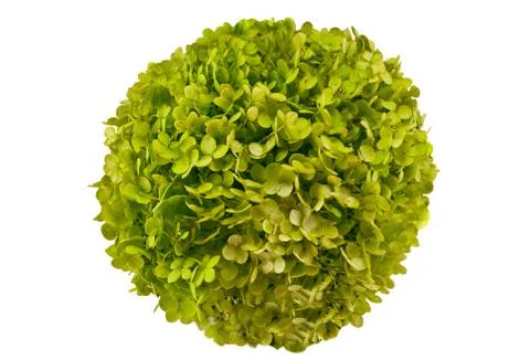 Flower-like ball Stock Photos