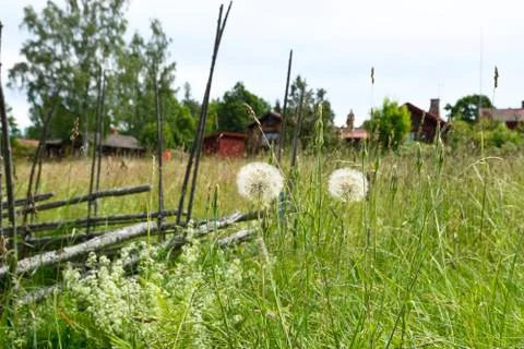 Flower balls Stock Photos