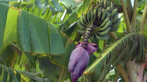 A flower of banana tree Vidéo 68312381