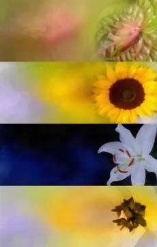 Flower Banner Set Stock Photos
