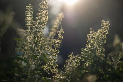 Flower of basil tree and light of sunset Stock Photos