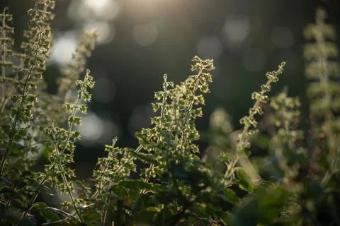 Flower of basil tree and light of sunset Stock Photos