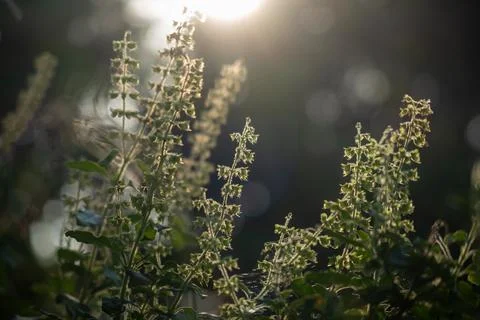 Flower of basil tree and light of sunset Stock Photos
