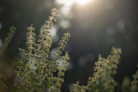 Flower of basil tree and light of sunset Foto stock