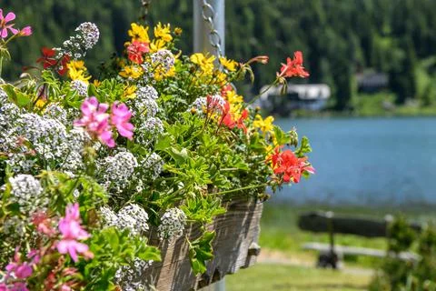 Flower Basket Stock Photos