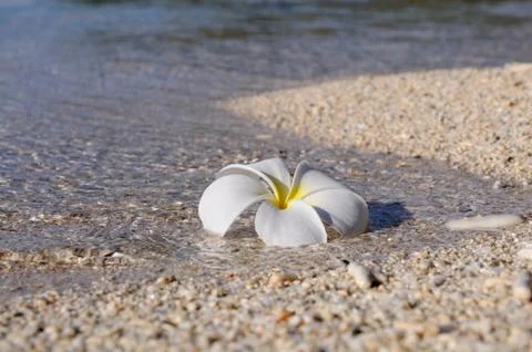 Flower on the beach 스톡 사진