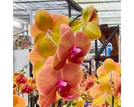 Flower beatiful Foto stock