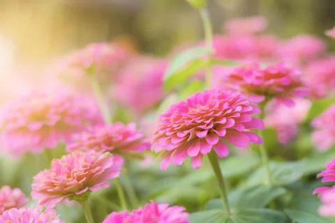 Flower with beautiful. Stock Photos