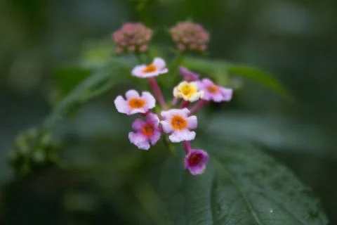 Flower Beautiful Stock Photos