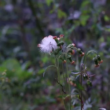 Flower beautiful 库存照片