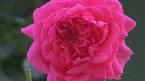 Flower.A beautiful pink rose. Vídeos de archivo 24802122