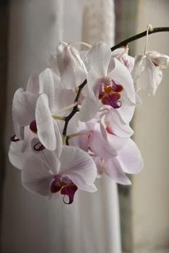 Flower of the beautiful white-pink orchid Phalaenopsis Stock Photos