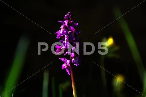 Flower beauty at dark background Stock Photos
