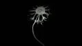 Flower becomes twister - rotoscoping technique HD Footage
