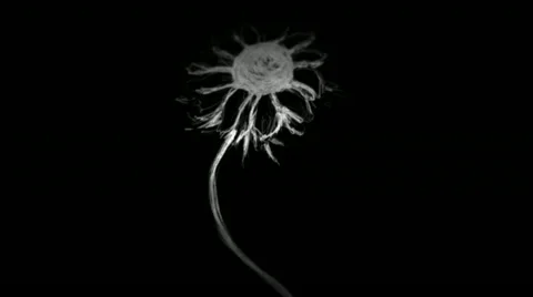 Flower becomes twister - rotoscoping technique Stock Footage 10822984
