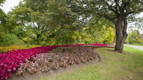 Flower bed and trees in a park Stock Footage 56286675