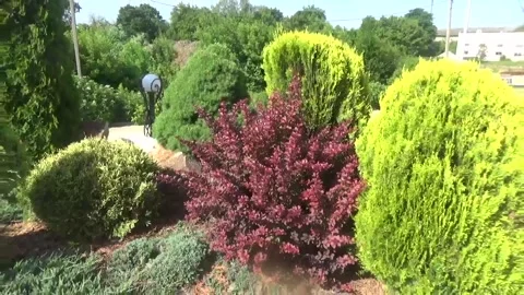Flower Bed with a beautiful composition of ornamental shrubs and trees, Stock Footage 313035499