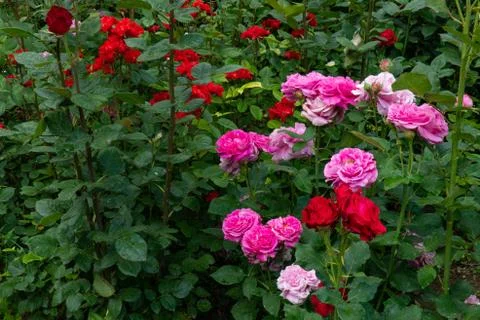 A flower bed with blooming multi-colored roses. Stock Photos