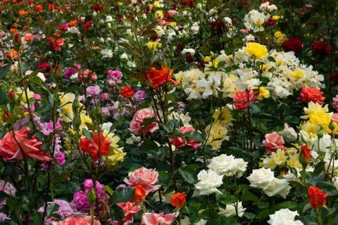 A flower bed with blooming multi-colored roses. Stock Photos
