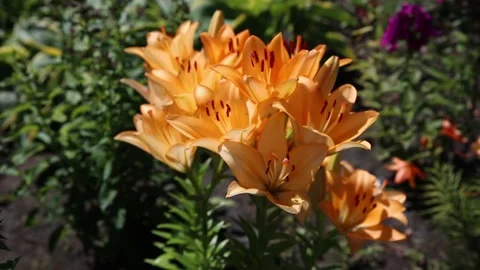 A flower bed with blooming orange lilies in the garden close-up. Stock Footage 201347637