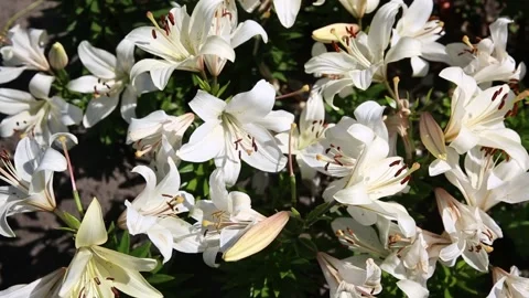 A flower bed with blooming white lilies in the garden close-up. Stock Footage 201347635