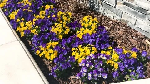 Flower Bed Blowing in the Wind Close-Up Video stock 247028944