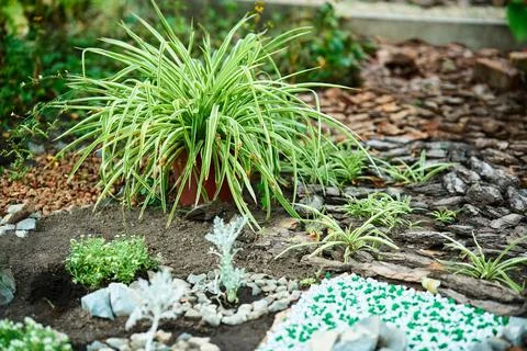 Flower bed border design at beautiful home garden Foto stock
