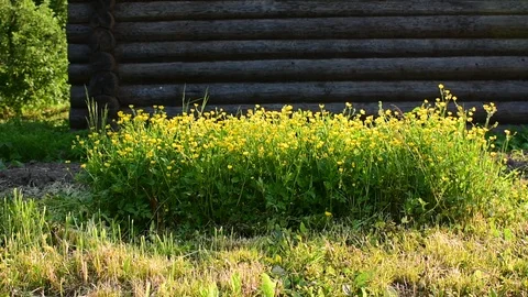 Flower bed with buttercups Stock Footage 110838853