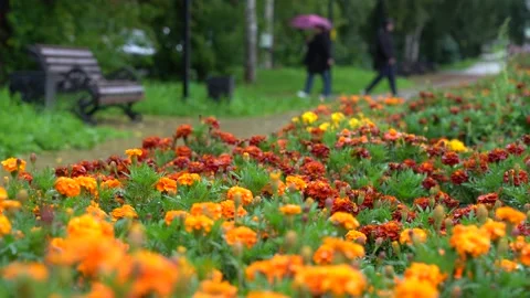 Flower Bed in the City Square. Stock Footage 138497323