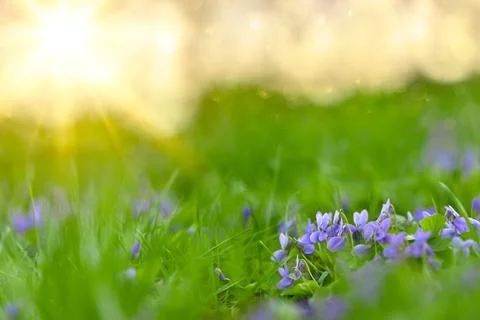 Flower bed with Common violets (Viola Odorata) flowers in bloom, traditiona.. Stock-Fotos