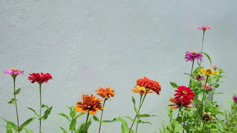 Flower Bed with Copy Space on Light Background Vídeos de archivo 337623773