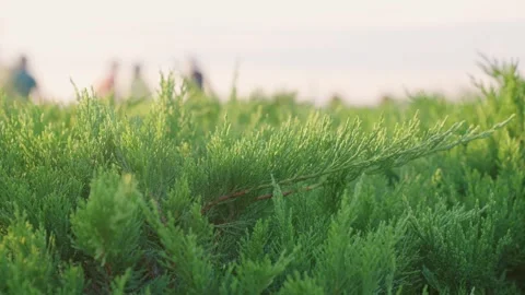 Flower bed with Cossack Juniper bushes in lively city park Stock Footage 271476190