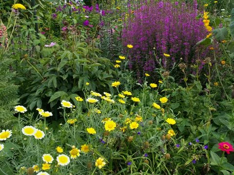 Flower bed in a country garden Stock Photos