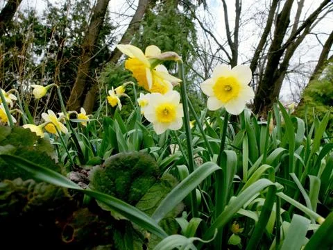 Flower bed with daffodils, closeup Stock Photos