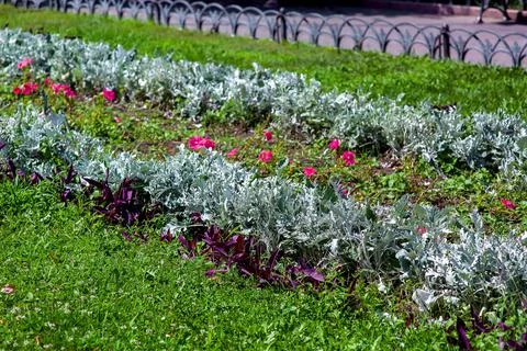 A flower bed of deciduous plants and blooming pink petunias. Stock Photos