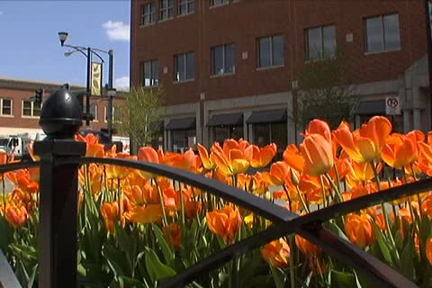 Flower Bed in Downtown 動画素材 10704371