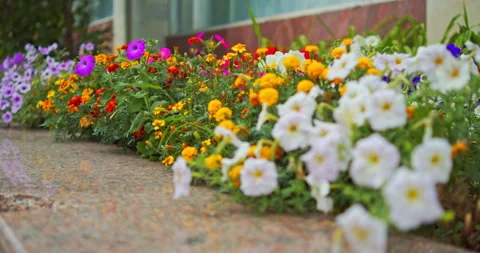 Flower bed filled with vibrant yellow marigolds and white petunias blooming.. Stock-Footage 342004766