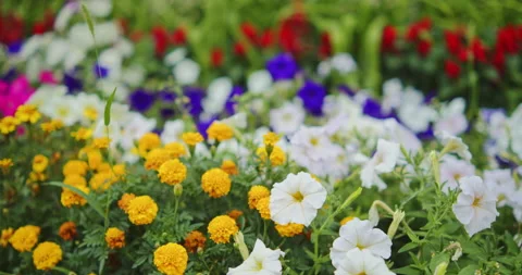 Flower bed filled with vibrant yellow marigolds and white petunias blooming.. Stock Footage 342006734
