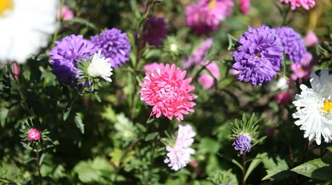 Flower-bed with flowering asters Stock Footage 40493767
