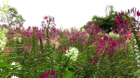 Flower bed Stock Footage 10561456