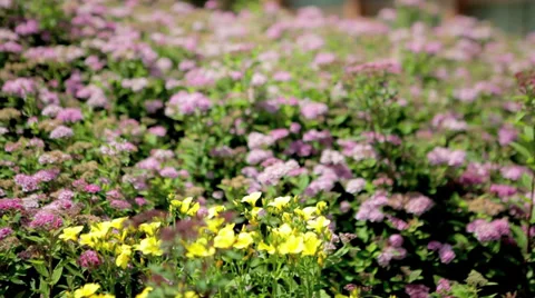 Flower Bed Video stock 36052830