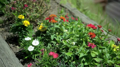 Flower Bed Stock Footage 36053187